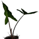 фото Alocasia Aequiloba фото Alocasia Aequiloba