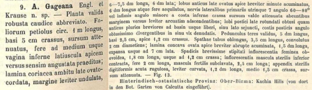 первое описание алоказии гагеана