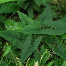 фото Alocasia arifolia в природе