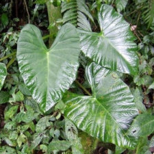 фото вида Alocasia Atropurpurea фото вида Alocasia Atropurpurea