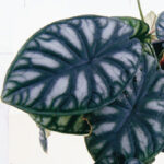 фото Alocasia baginda фото Alocasia baginda
