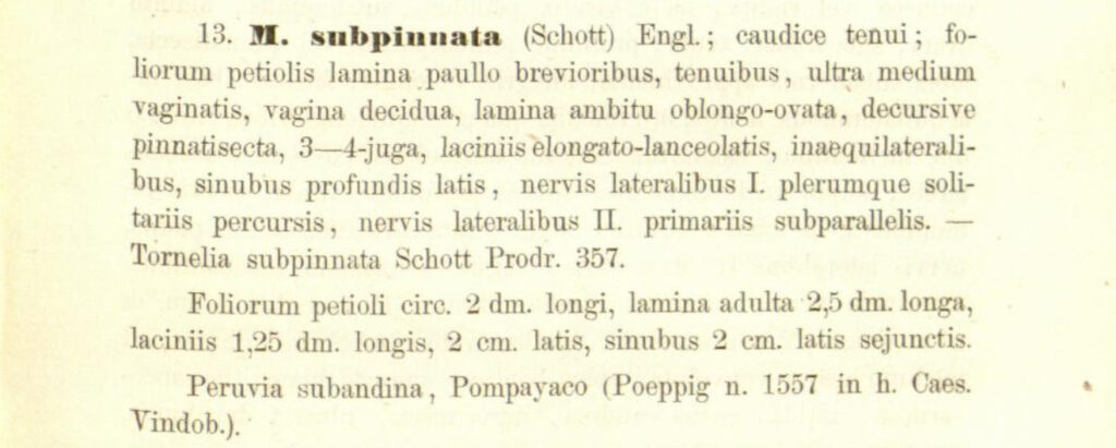 скан первого описания монстеры subpinnata
