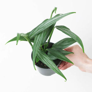 epipremnum amplissimum
