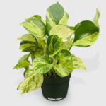 epipremnum aureum manjula epipremnum aureum manjula
