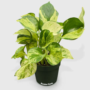 epipremnum aureum manjula