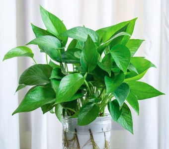 epipremnum aureum jade