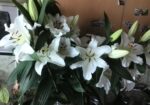 IMG_20160624_175735