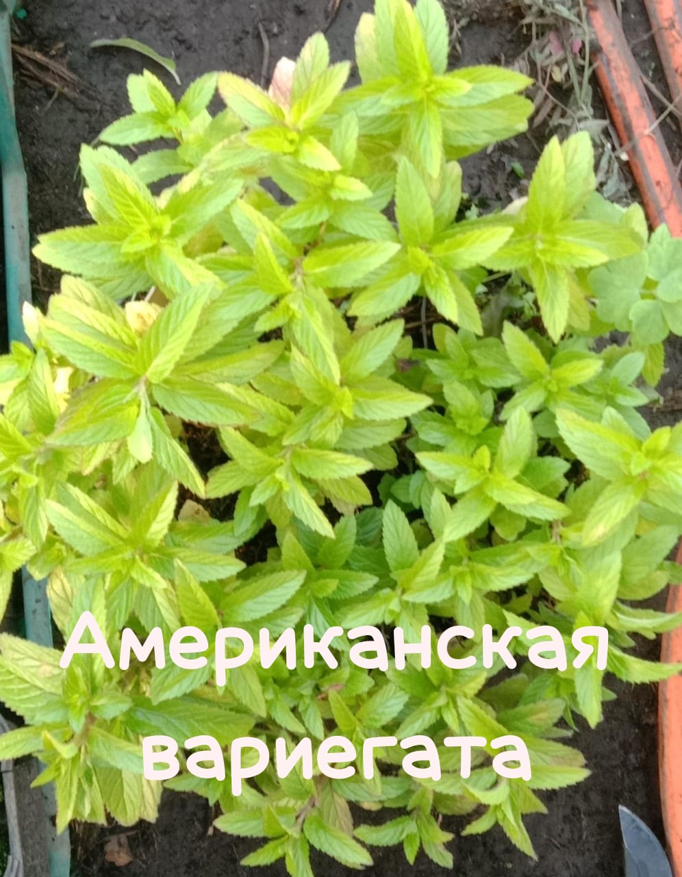 img-20240606-wa0014