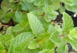 img-20240606-wa0019