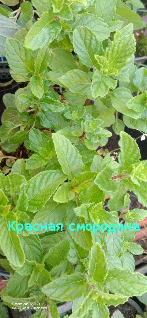 img-20240606-wa0019