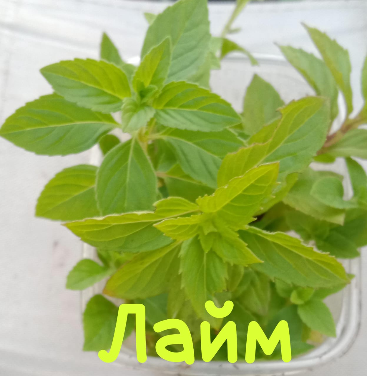 img-20240606-wa0039