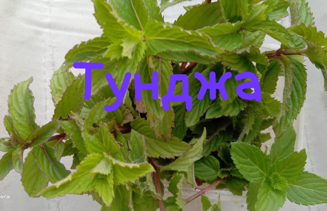 img-20240606-wa0042