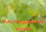 img-20240606-wa0051