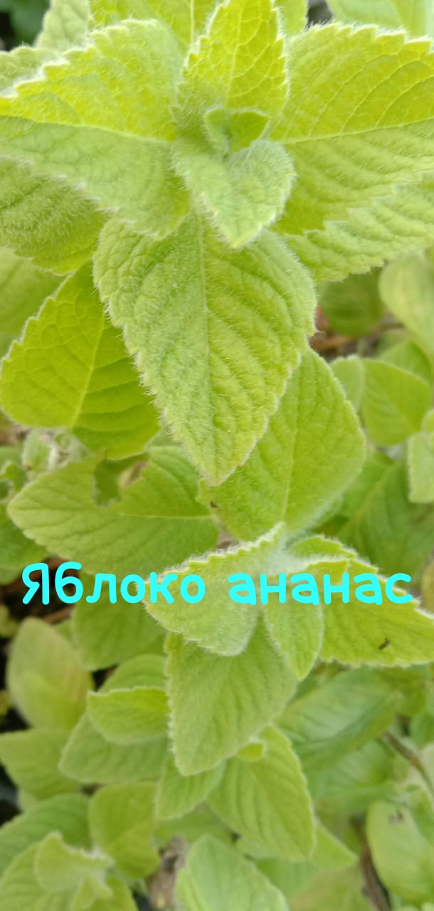 img-20240606-wa0055