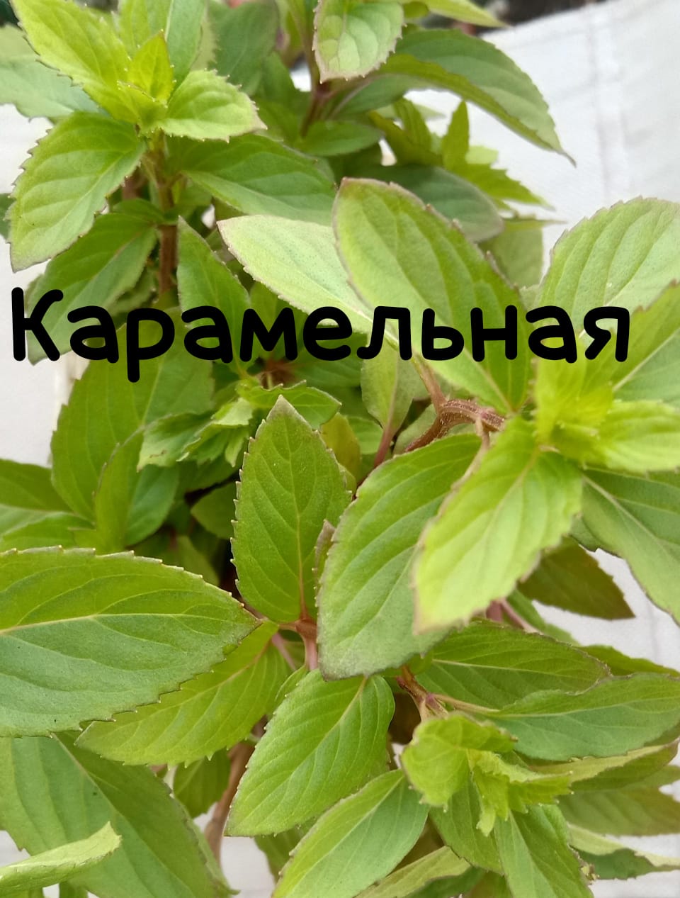img-20240606-wa0058