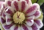img-20250511-wa1002