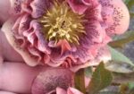 img-20250511-wa1004