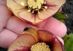 img-20250511-wa1006