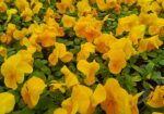 img-20251114-wa0002