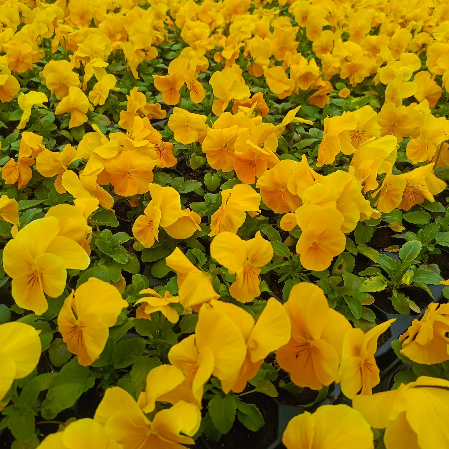 img-20251114-wa0002