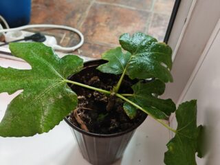 1000051962