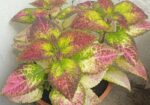 img-20260322-wa0001